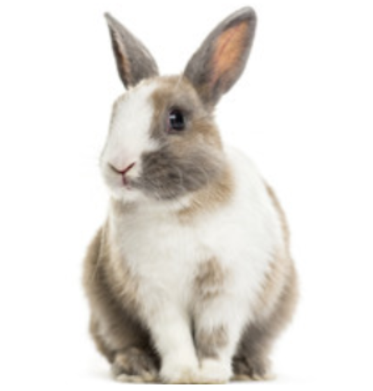 Selected group image