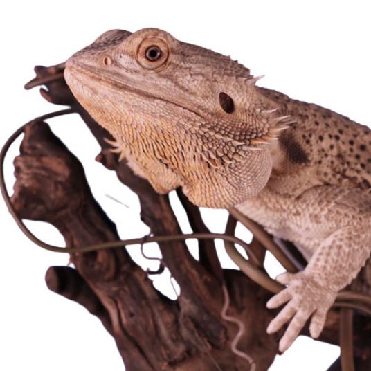 Selected group image