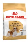 RC BHN CAVALIER adult