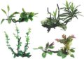 D. CR WONDER DRIFTWOOD DEKORACIJA 25-30 cm