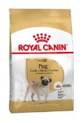 RC BHN PUG adult