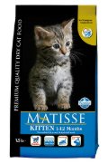 Matisse Kitten